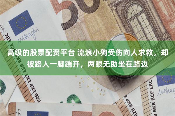 高级的股票配资平台 流浪小狗受伤向人求救，却被路人一脚踹开，两眼无助坐在路边